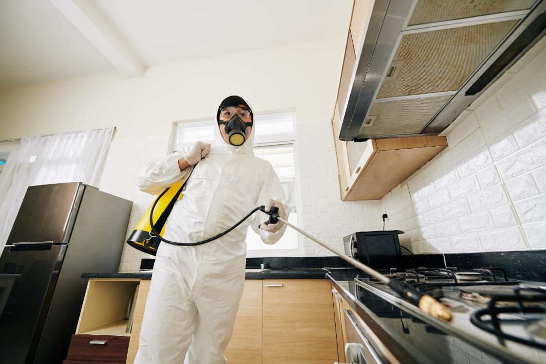 Professional pest control treatment in kitchen